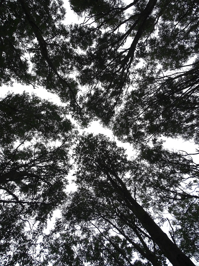 Trees at North Ferriby